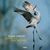 Edgar Knecht: Dance On Deep Waters (180g) (Limited Edition), LP