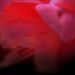 Ignis Fatuus: In Our Mad Bliss, CD