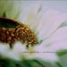 Robin Guthrie: Sunflower Stories (EP), CD