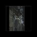 Dead Can Dance: Within The Realm Of A Dying Sun, LP