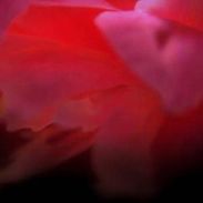 Ignis Fatuus: In Our Mad Bliss, CD