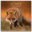 Foxes - Füchse 2026 - 16-Monatskalender