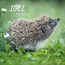 Igel 2026