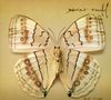 Xavier Rudd: White Moth, CD, CD