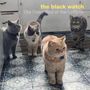 Oben steht „the black watch“ und „The Fuzzy End of the Lollipop“. Vier Katzen in einer Küche auf gemustertem Boden., 2 LPs