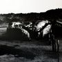 Amenra: Mass V (Colored Vinyl), 2 LPs, 2 LPs