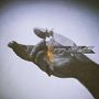 Text: "gregory alan isakov with the colorado symphony". Eine offene Hand auf grauem Hintergrund., LP