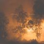 Watchhouse (früher: Mandolin Orange): Blindfaller, LP, LP