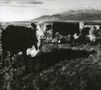 Mark Kozelek: Finally, CD, CD