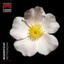 : St.John's College Choir Cambridge - Magnificat, CD