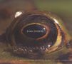 Evan Ziporyn: Frog's Eye, CD