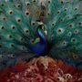 Opeth: Sorceress (180g) (Black Vinyl), LP,LP