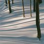 Verschneite Landschaft, mehrere Baumstämme werfen lange, klare Schatten auf den Schnee., CD
