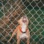 Ein Hund mit rotem Halsband bellt hinter einem Maschendrahtzaun im Garten voller Laub und Gras., LP