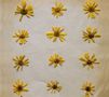 The Molochs: Flowers In The Spring, CD