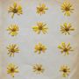 The Molochs: Flowers In The Spring, MC