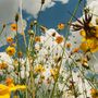 Blick von unten auf blühende, orange-gelbe Blumen vor einem blauen Himmel mit weißen Wolken., LP