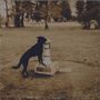 Ein schwarzer Hund trinkt aus einem Trinkbrunnen in einem offenen Park., CD