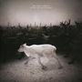 Mélissa Laveaux: Dying Is A Wild Night, LP