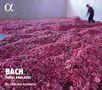 Johann Sebastian Bach: Englische Suiten BWV 806-811, CD,CD