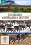 Kiri Cashell: Die grossen Wanderungen der Tiere, DVD