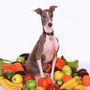 Shellac: Excellent Italian Greyhound, LP, LP