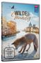 Wildes Venedig, DVD