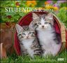 : ... geliebte Stubentiger 2021 - DuMont Wandkalender - mit den wichtigsten Feiertagen, Div.