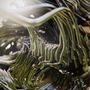 Bad Stream: Sonic Healing (Transparent Green Vinyl), LP