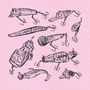 Schreng Schreng & La La: Catch & Release, LP