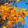 Keine Texte vorhanden. Ahornblätter in leuchtendem Orange und Gelb gegen klaren blauen Himmel.