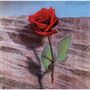 "Death and the Flower", "Keith Jarrett". Eine rote Rose auf einer steinigen Oberfläche.