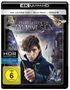 David Yates: Phantastische Tierwesen und wo sie zu finden sind (Ultra HD Blu-ray), UHD