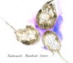 Anthropods: Abundant Shores, CD, CD