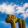 Ein alter Kaktus mit komplexem Wuchs vor blauem Himmel, weißen Wolken und einer schmalen Mondsichel., LP