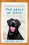 Andrew Root: The Grace of Dogs, Buch