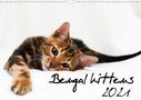 Sylke Enderlein - Bethari Bengals: Bengal kittens 2021 (Wall Calendar 2021 DIN A3 Landscape), KAL