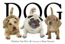 Text: "DOG". Illustration: Drei Hunde, links ein Terrier, in der Mitte ein Mops, rechts ein Dackel. Darunter Name und Fotokredit.