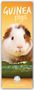 Carousel Calendar: Guniea Pigs - Meerschweinchen 2025 - Slimline-Kalender, Kalender