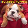 Willow Creek Press: Just Bulldog Puppies 2023 Wall Calendar, KAL