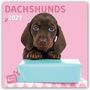 Myrna Huijing: Adorable Dachshunds - Dackel 2021 - 18-Monatskalender, Div.