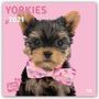 Myrna Huijing: Be my Yorkie - Yorkshire Terrier 2021 - 18-Monatskalender, Div.