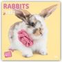 Myrna Huijing: Rabbits Rule - Kaninchen 2021 - 18-Monatskalender, Div.