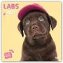 Myrna Huijing: Lovable Labrador - Labrador Retriever 2021 - 18-Monatskalender, Div.