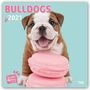 Myrna Huijing: Bullish for Bulldogs - Bulldoggen 2021 - 18-Monatskalender, Div.