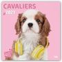 Myrna Huijing: Dear Cavalier - Cavalier King Charles Spaniel 2021 - 18-Monatskalender, Div.