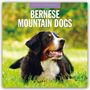 Red Robin: Bernese Mountain Dogs 2025 Square Wall Calendar, Buch