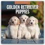 Red Robin: Golden Retriever Puppies 2025 Square Wall Calendar, Buch