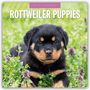 Robin Red: Rottweiler Puppies - Rottweiler Welpen 2025 - 16-Monatskalender, KAL