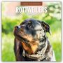 Red Robin: Rottweilers 2025 Square Wall Calendar, Buch